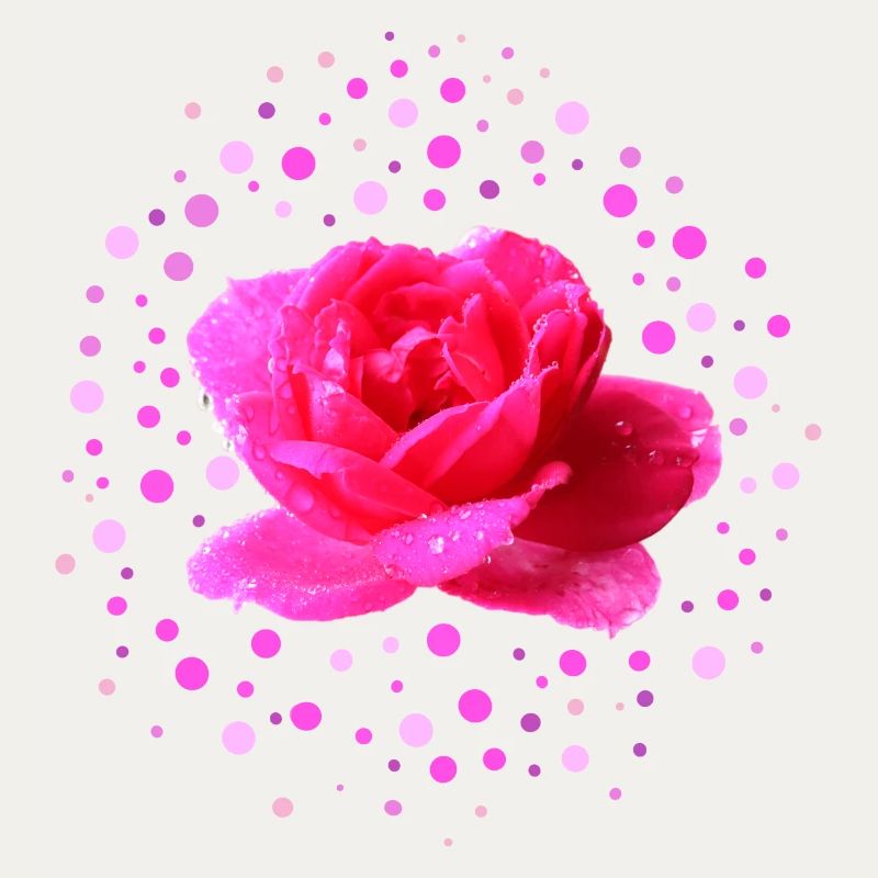 rosa Rose Muttertag
