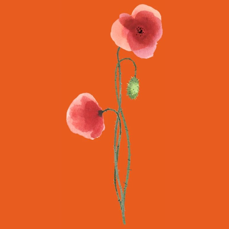 Fleur : coquelicot rouge