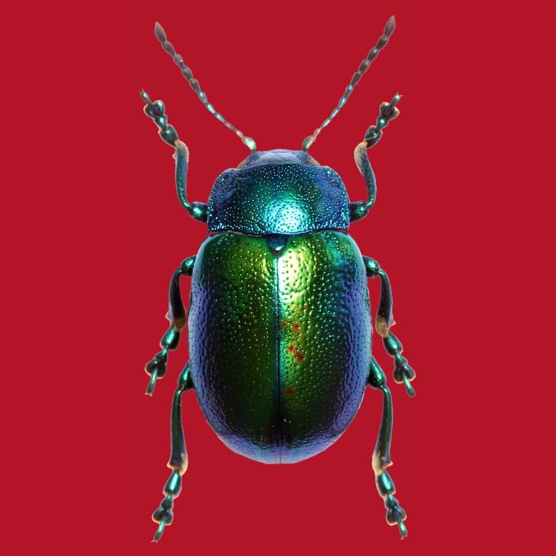 Shield Bug
