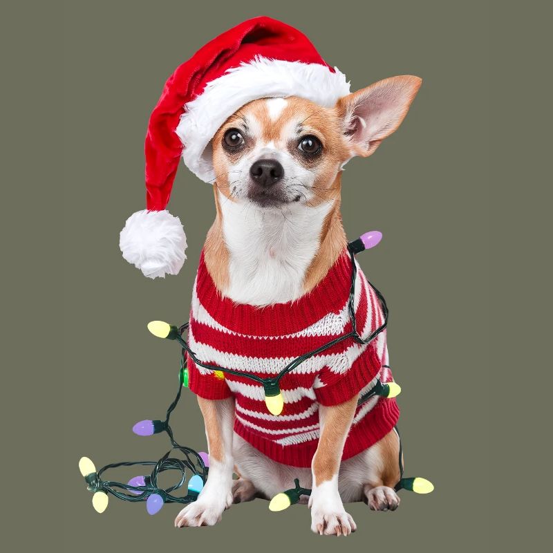 Chihuahua Pull de Noël Chien Mignon