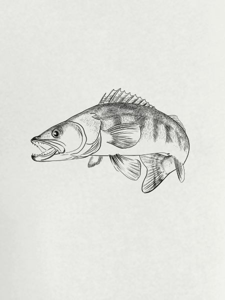 pike-perch