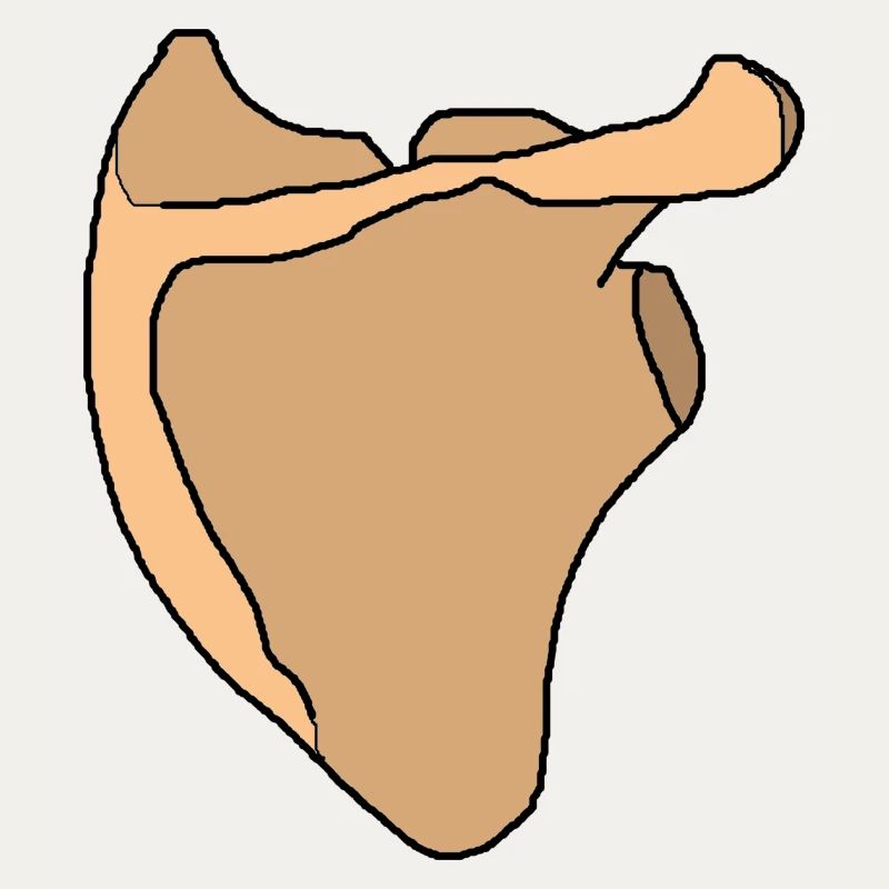 Schulterblatt Scapula Anatomie Skelett Knochen