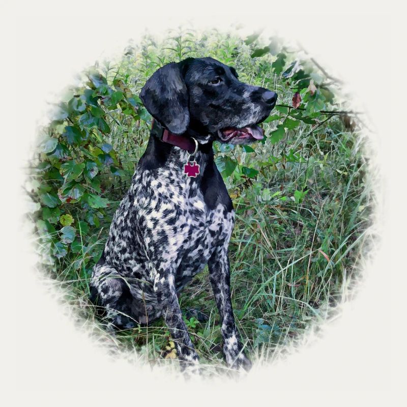 Hound Dog German Shorthaired Pointer