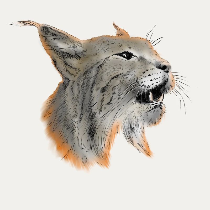 Luchs