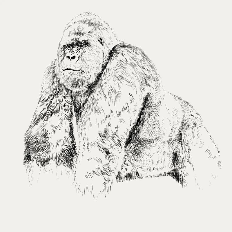 gorilla