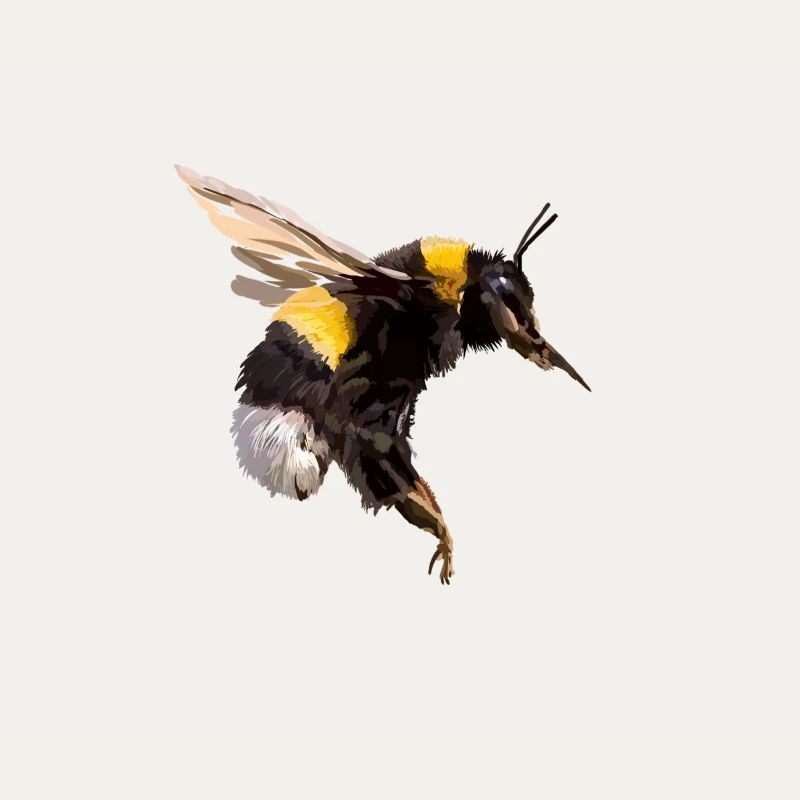 Hummel
