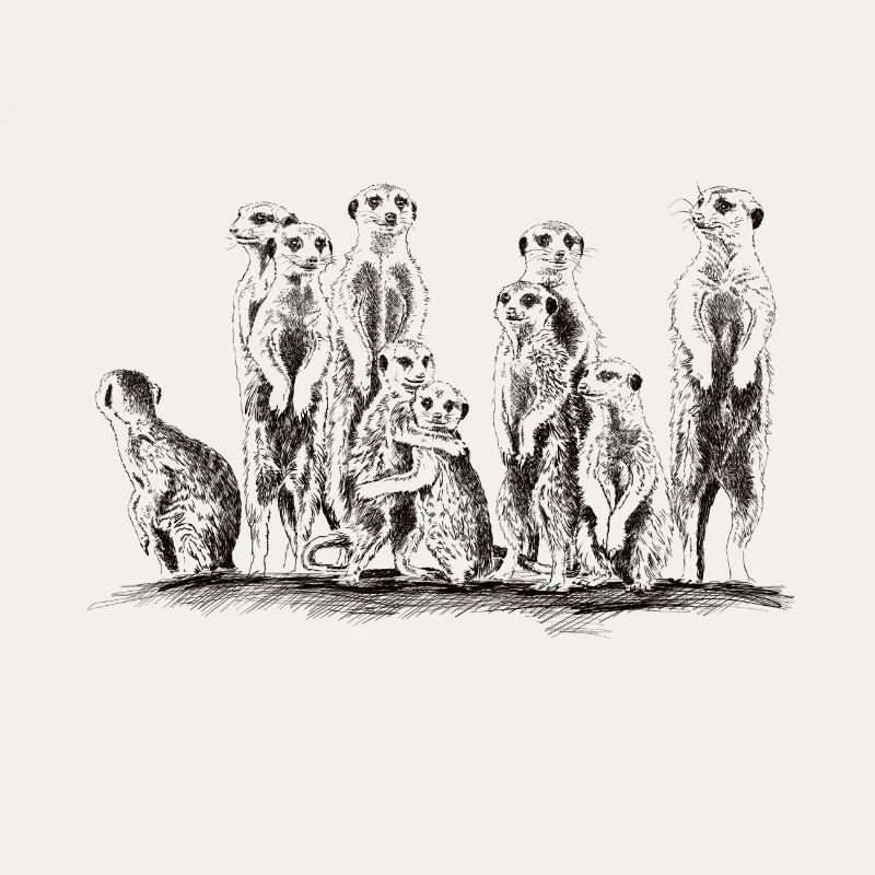 Erdmännchen