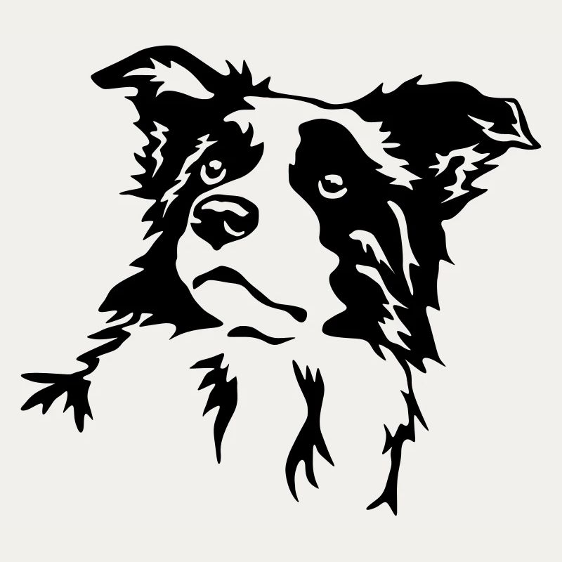 Border Collie head