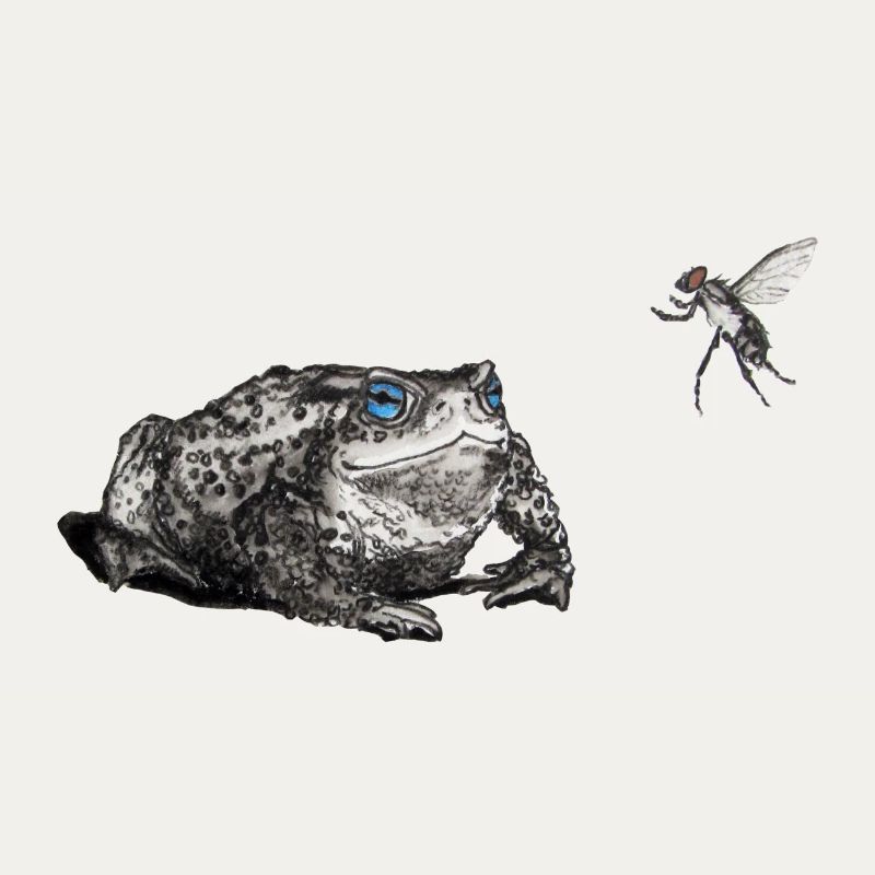 Toad and fly