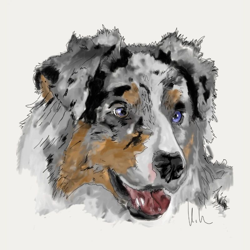 Australian Shepherd