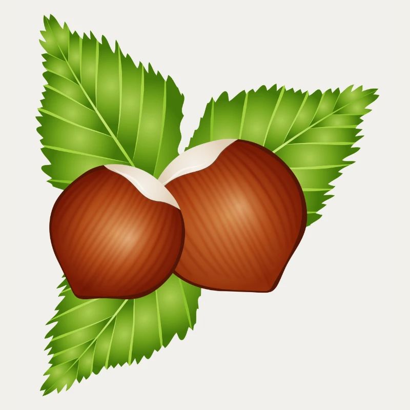 two bright brown hazelnuts with leaves