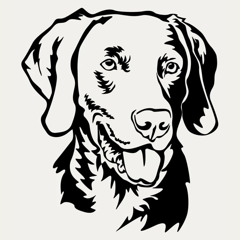 Weimaraner head