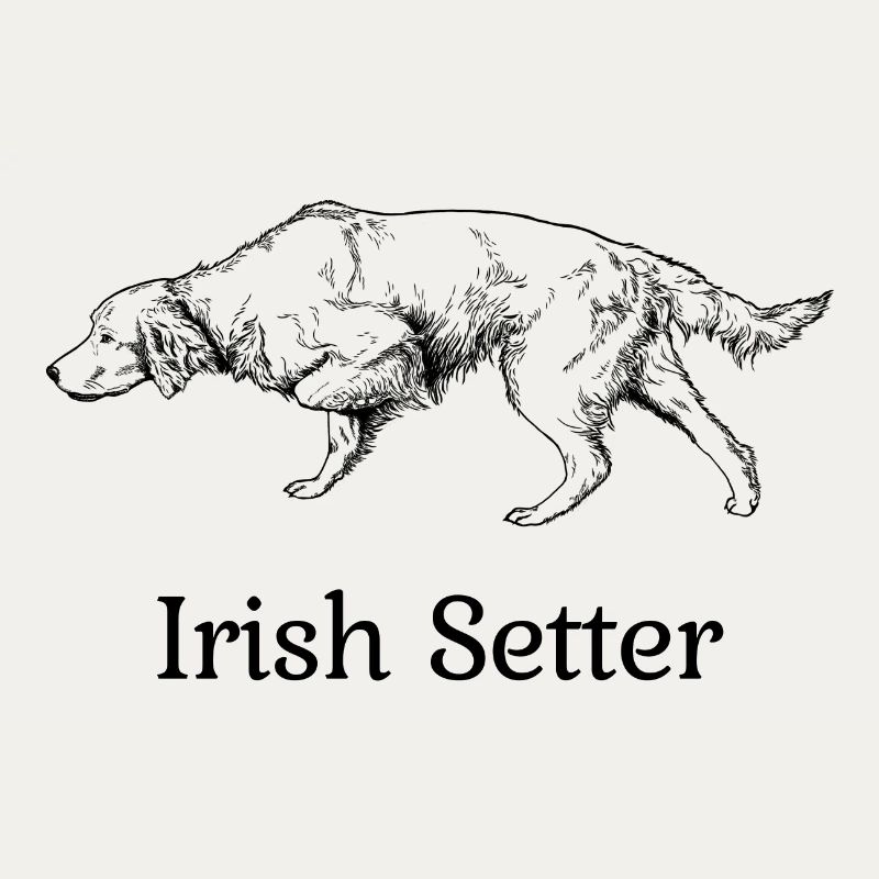 Irish Setter above