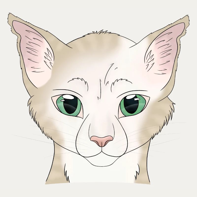 Katze weiß beige