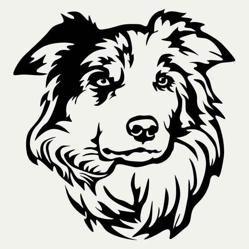 Border Collie Kopf
