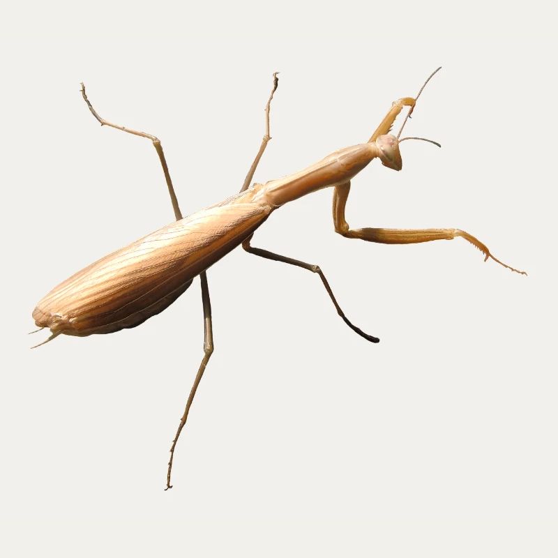 Mantis