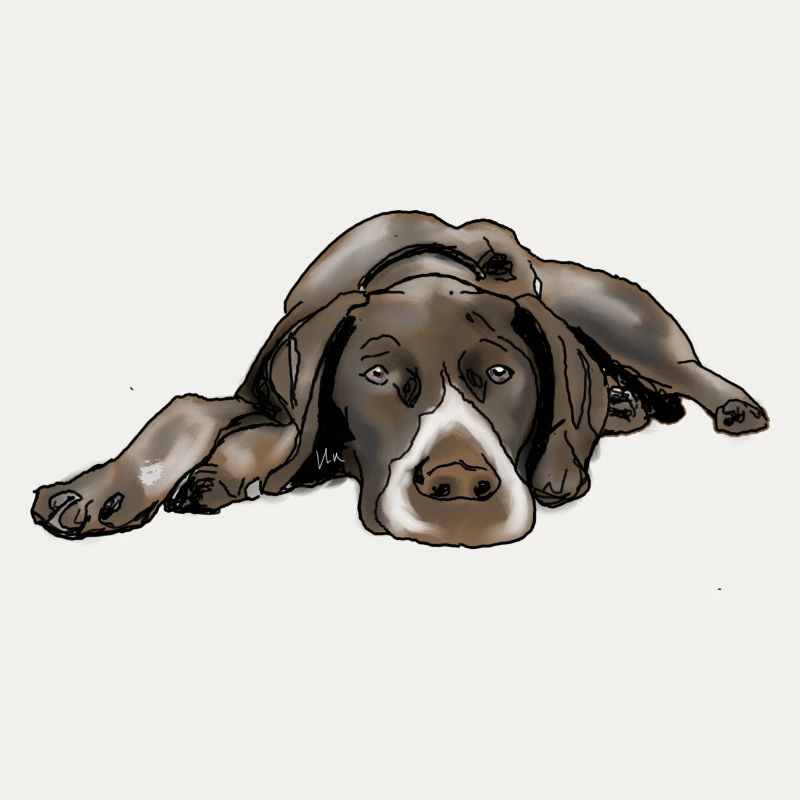 Pointer German Shorthair