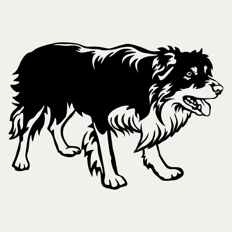Border Collie