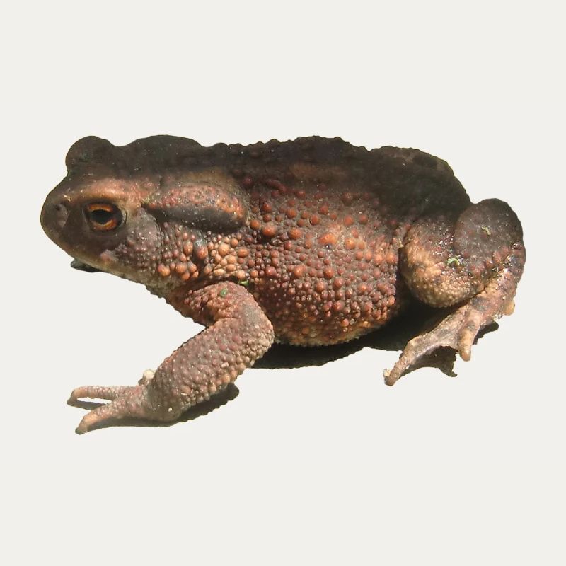 toad