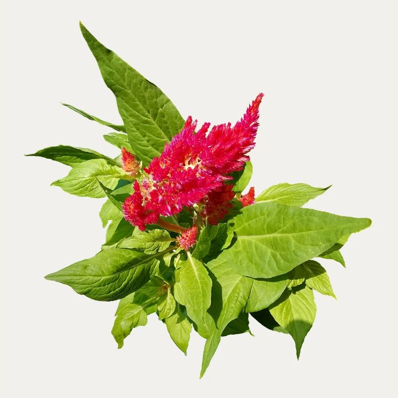 ROTE CELOSIA