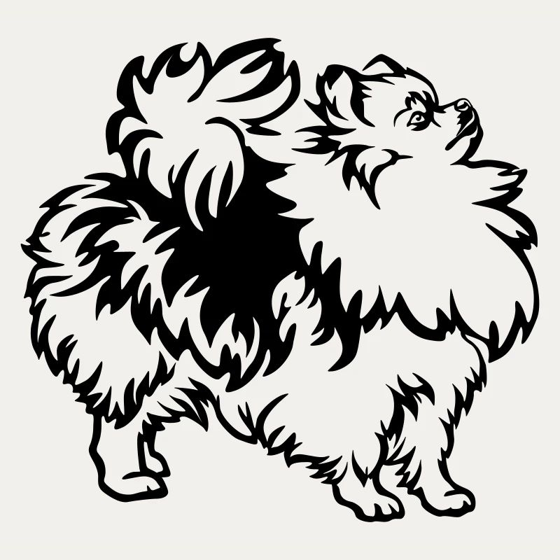 Dwarf spitz