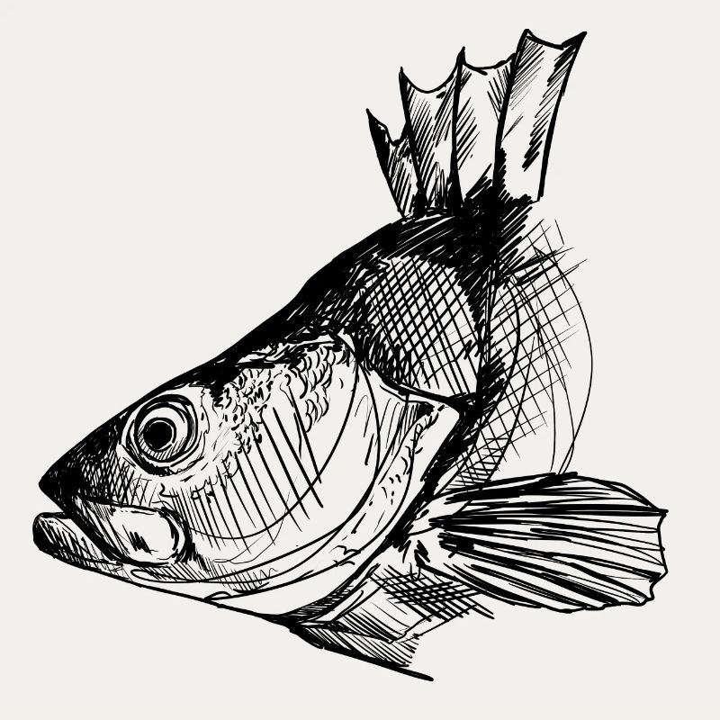 Perche - Pêche à la perche - Poisson préféré