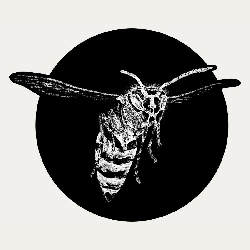 Guêpe - Abeille - Insecte
