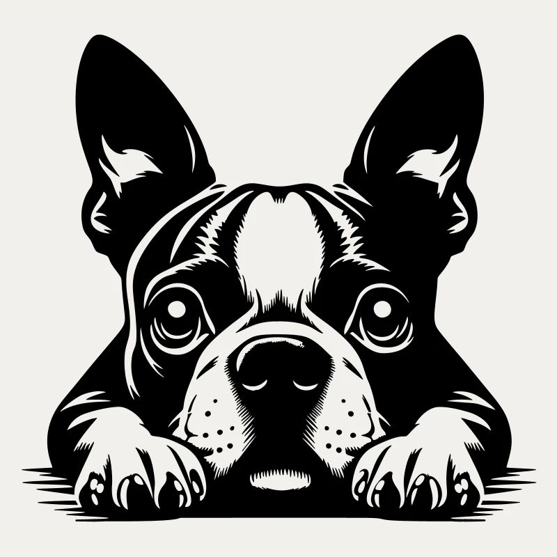 Boston Terrier Kopf mit Pfoten
