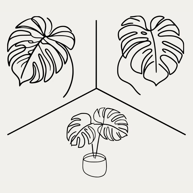 Conception Monstera