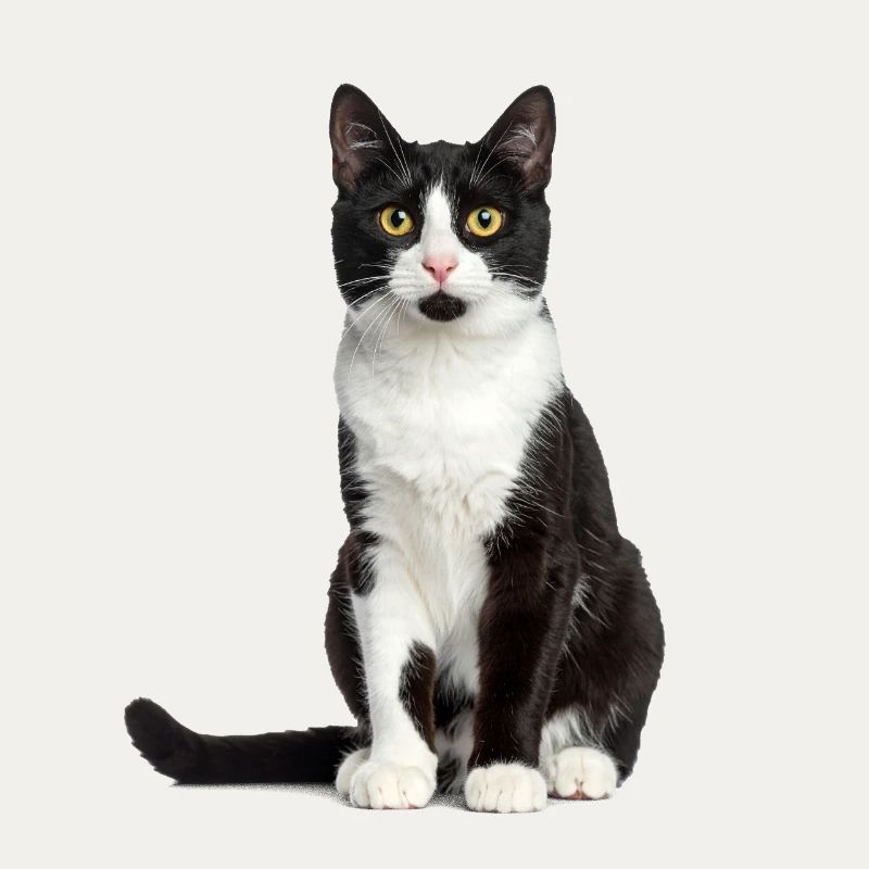 Gatto in bianco e nero – Good Pet Edition