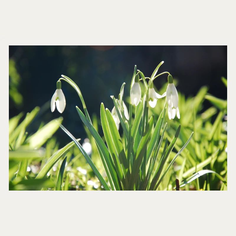 perce-neige printemps floraison design