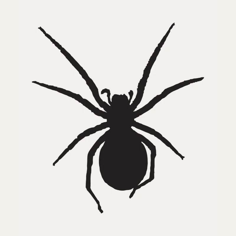 Spinne Nosferatu-Spinne