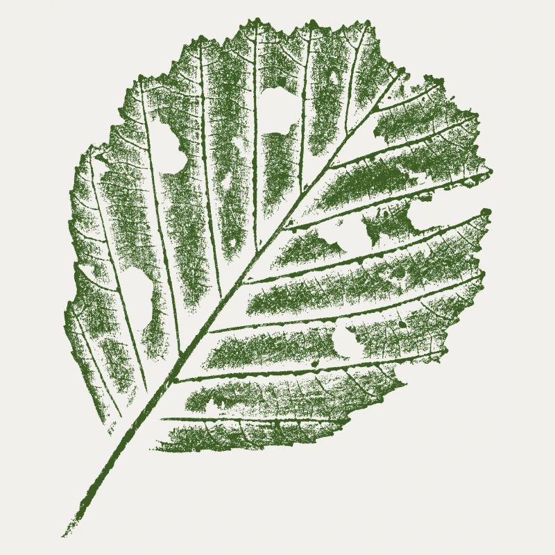 Leaf Print - Alder
