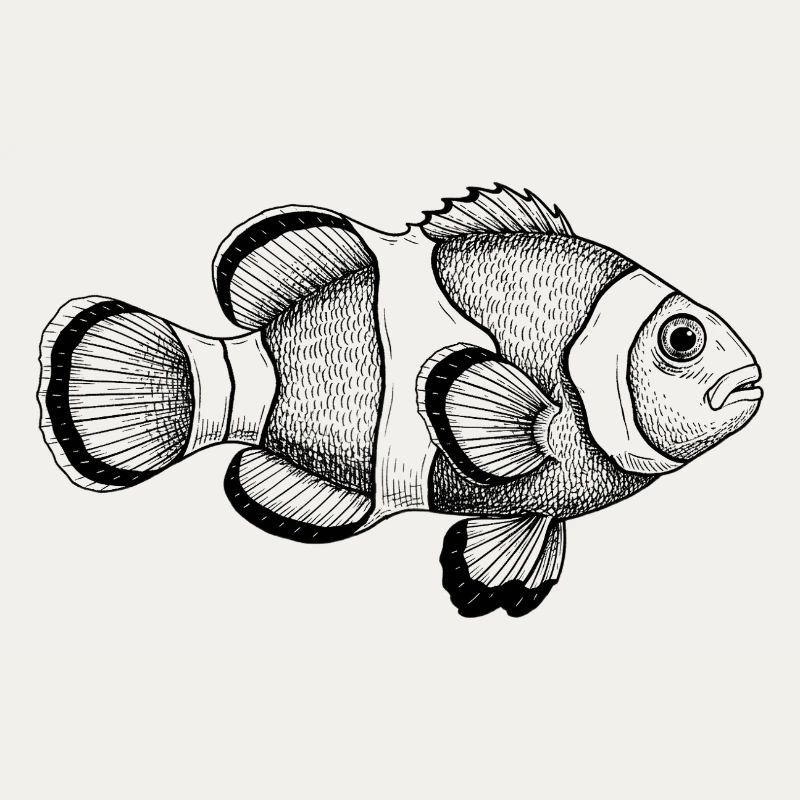 Clownfisch