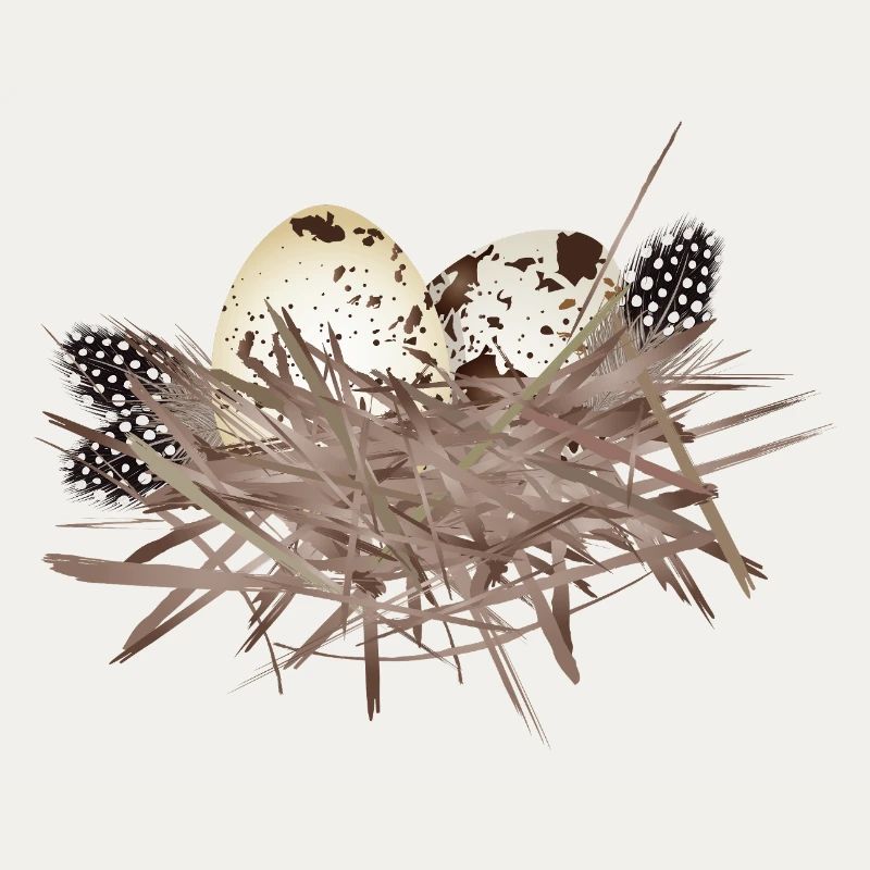 Œufs de caille dans le nid avec plumes de pintade
