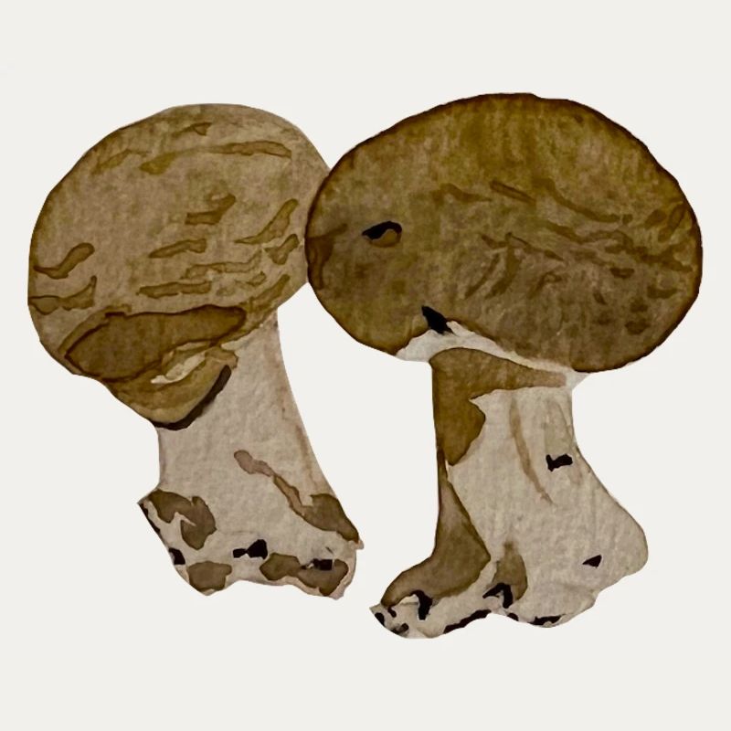 Champignons à l' aquarelle 