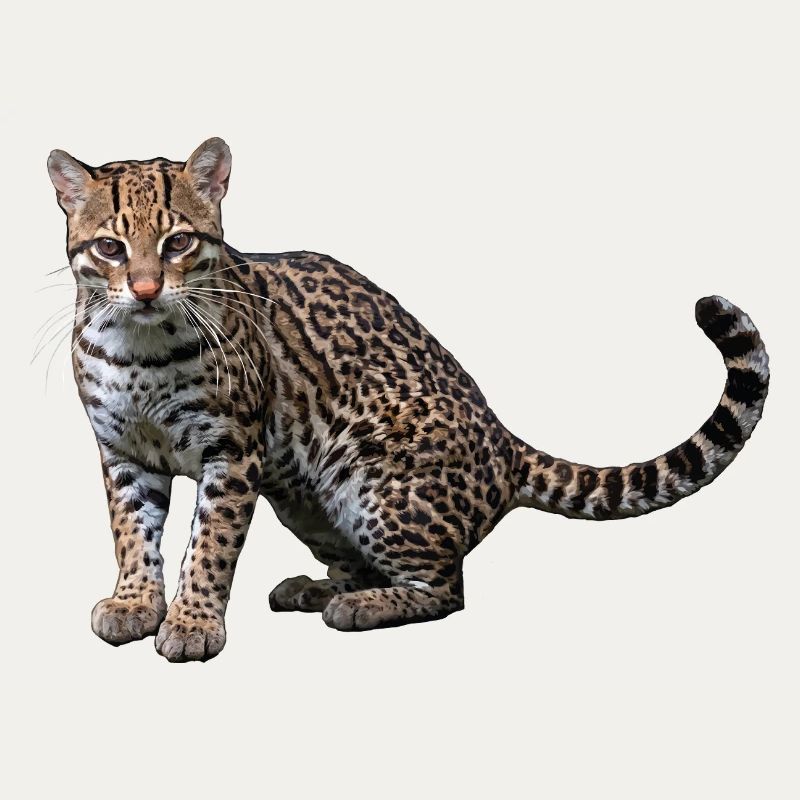 Artistic Leopard