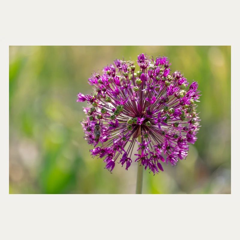 Gros plan d’une fleur violette - Poireau géant