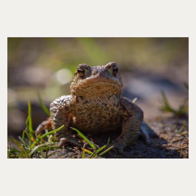 Gros plan d’un crapaud terrestre - Affiche