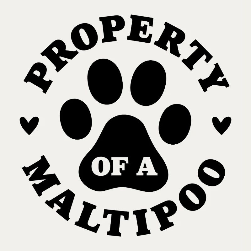 Eigentum eines Maltipoo