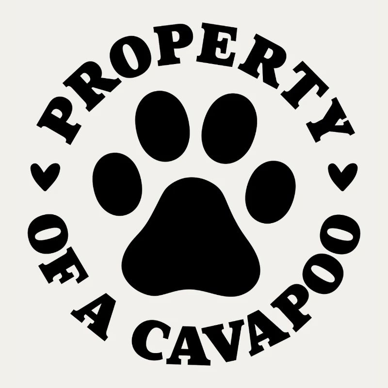 Eigentum eines Cavapoo