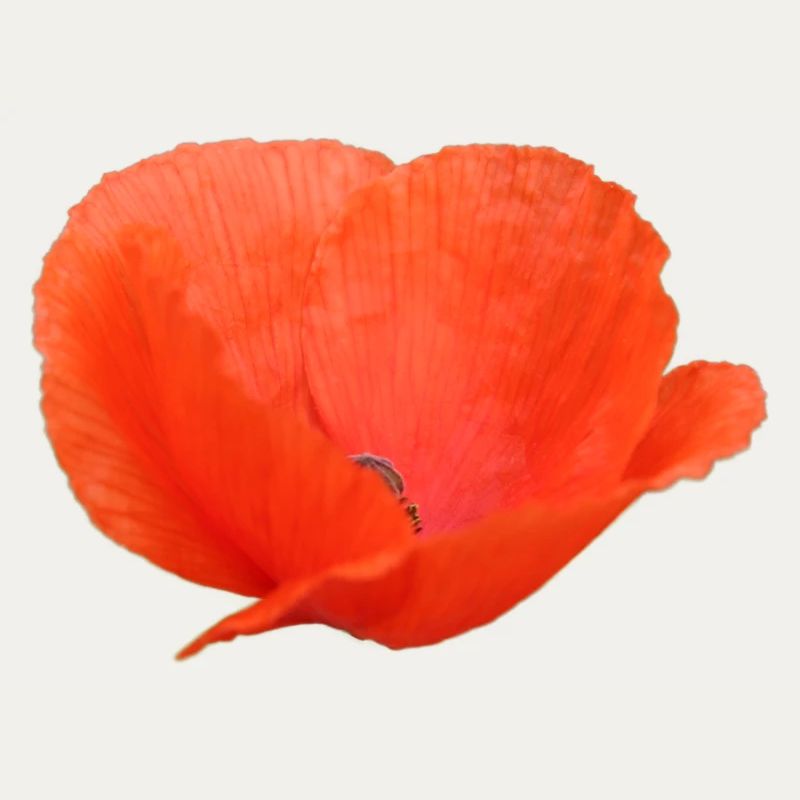 Mohnblume Mohn Klatschmohn