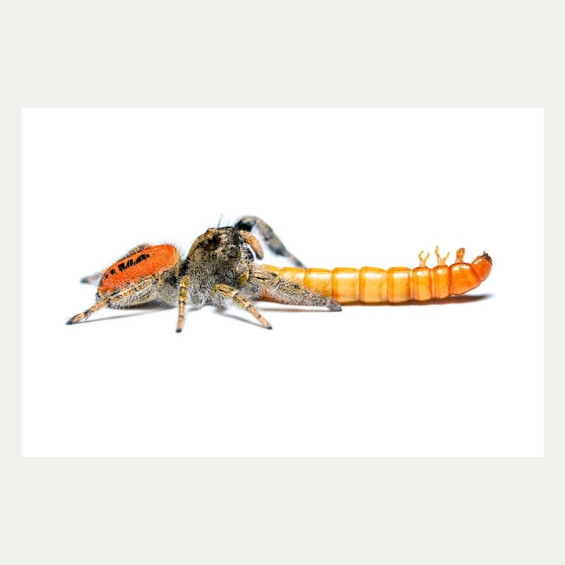 Araignée sauteuse Phidippus texanus araignée sauteuse