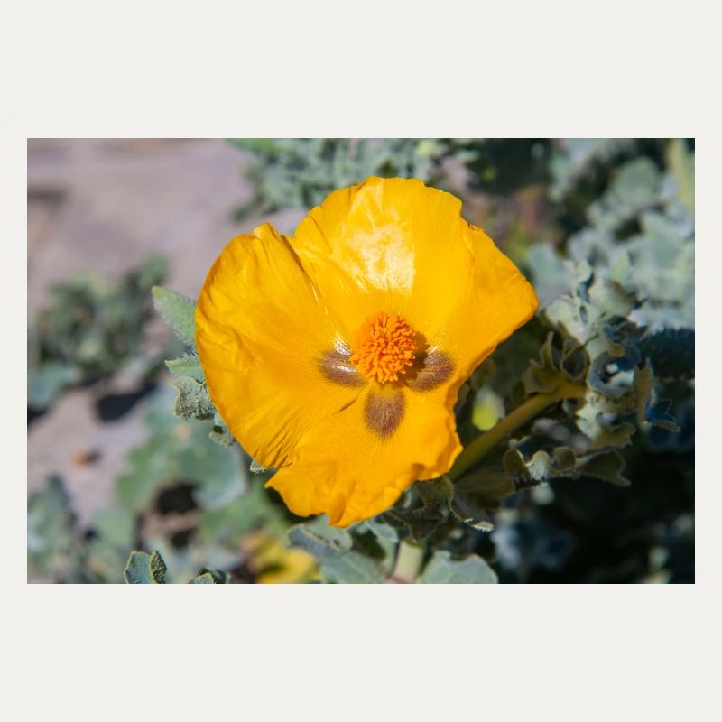 Hornmohn auch Hornmohn oder Seemohn (Gelber