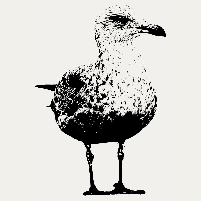 Möwe