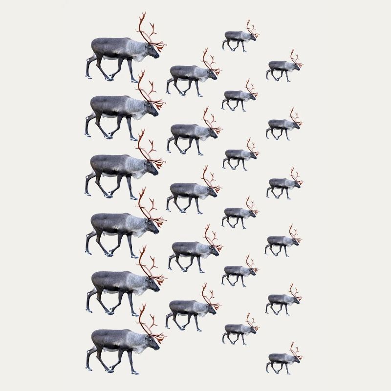 Reindeer