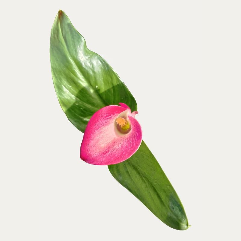 Fleur de Calla Rose