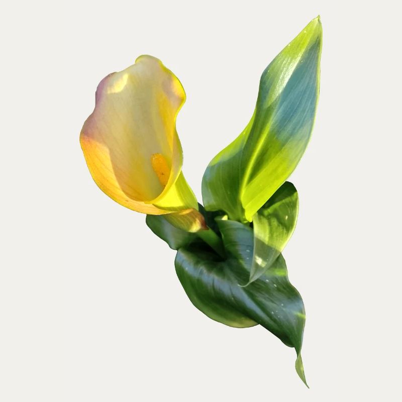 LYS CALLA JAUNE
