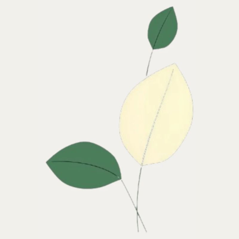 Minimalist leaf study nature