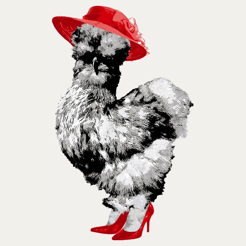 Fans de poulet - Coq - Coq - Poulet de soie - Bio